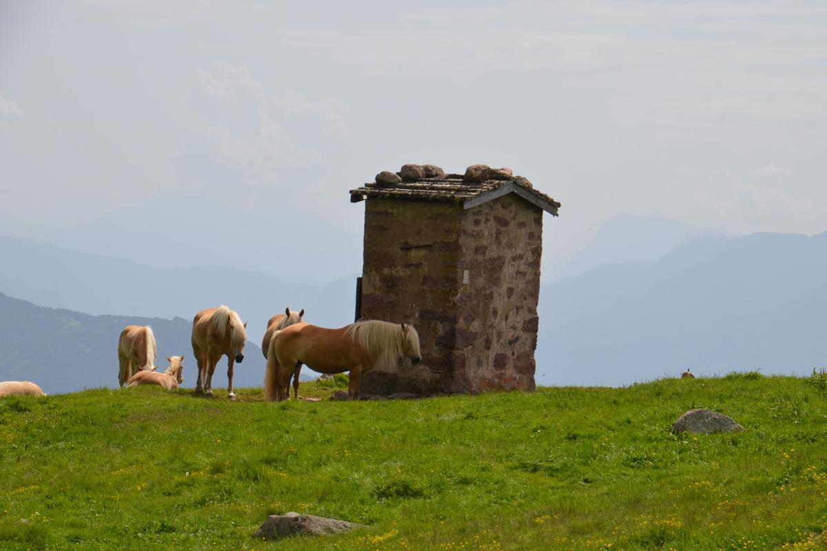 Rittner Horn 09.06.2018